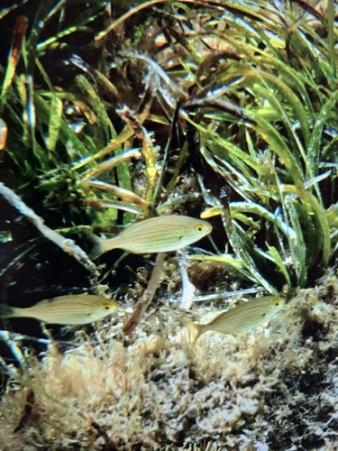 Sarpa salpa