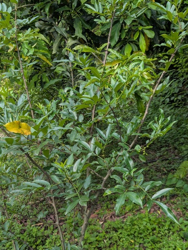 Sichuan Pepper (Zanthoxylum simulans)