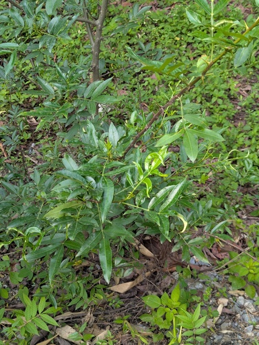 Zanthoxylum simulans, photograph 2