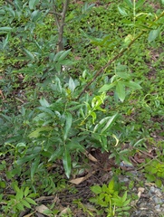 Zanthoxylum simulans, photograph (c) Sagnik Dutta Roy, some rights reserved (CC BY)