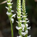 Nodding Ladies’ Tresses - Photo (c) Brent Franklin, some rights reserved (CC BY-NC), uploaded by Brent Franklin