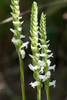 Nodding Ladies’ Tresses - Photo (c) Brent Franklin, some rights reserved (CC BY-NC), uploaded by Brent Franklin