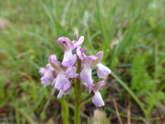 Anacamptis morio