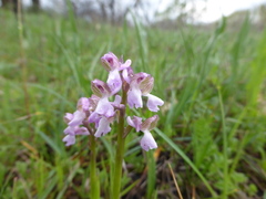 Anacamptis morio