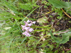 Anacamptis morio