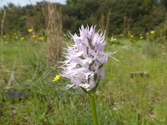 Orchis italica