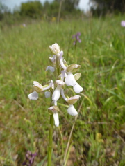 Anacamptis morio