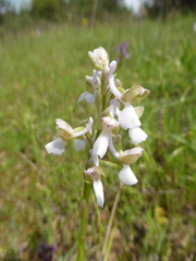 Anacamptis morio