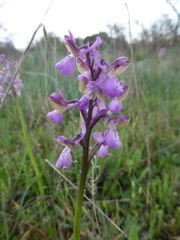 Anacamptis morio