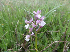 Anacamptis morio