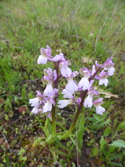 Anacamptis morio