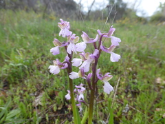 Anacamptis morio