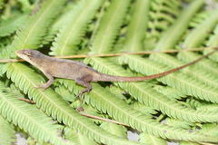 Anolis rubribarbaris