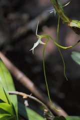 Jumellea arborescens