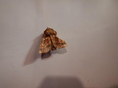 Papaipema harrisii
