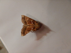 Papaipema harrisii
