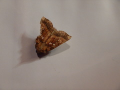 Papaipema harrisii