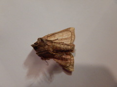 Papaipema harrisii