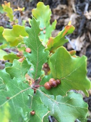 Xanthoteras eburneum