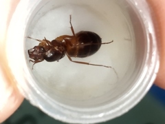 Camponotus nylanderi