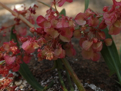 Rumex usambarensis