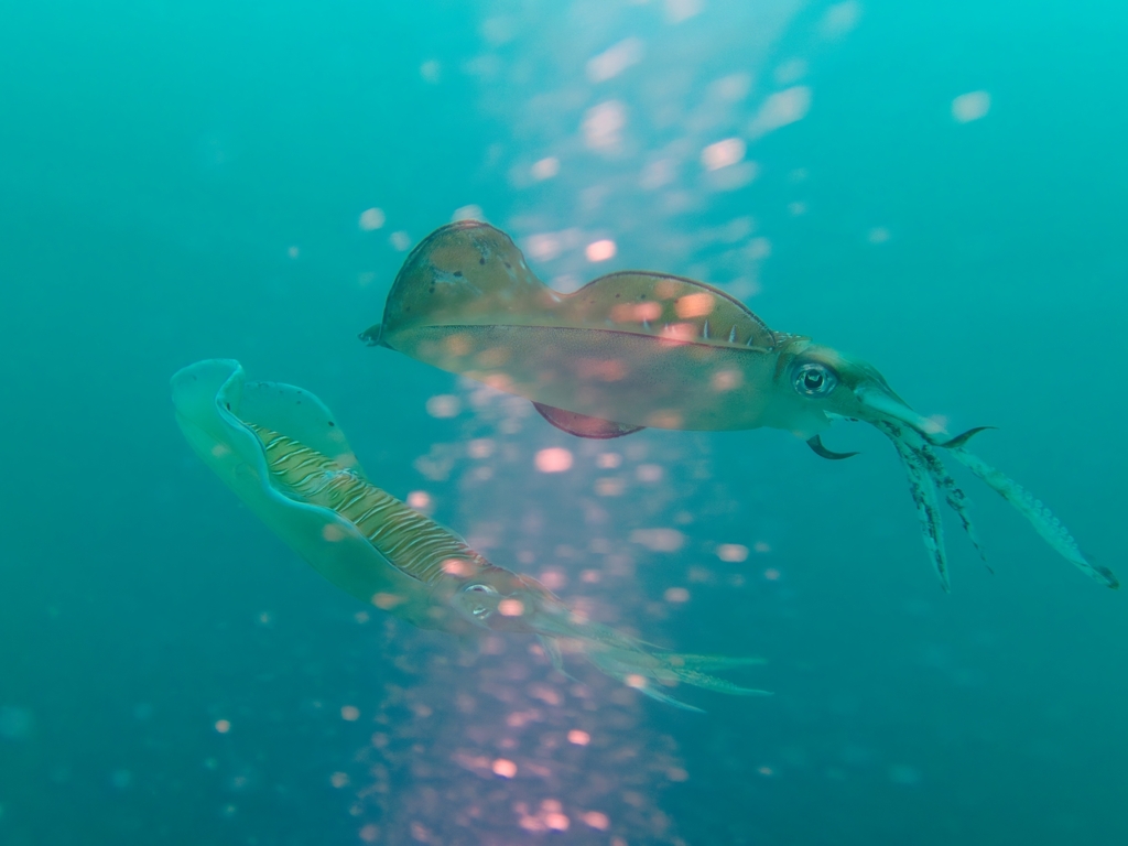 Bigfin reef squid