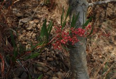 Rumex usambarensis