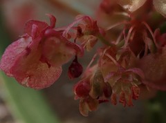 Rumex usambarensis