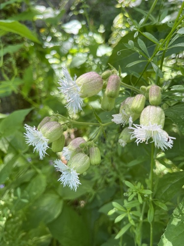 Silene macrophylla, photograph 3