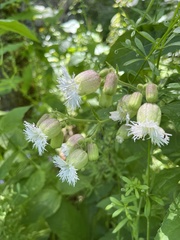 (c) Наталья Пикалова, some rights reserved (CC BY) Silene macrophylla, photograph (c) Наталья Пикалова, some rights reserved (CC BY)