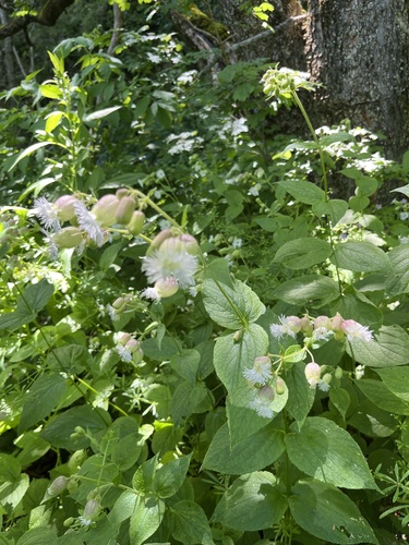 Silene macrophylla, photograph 4