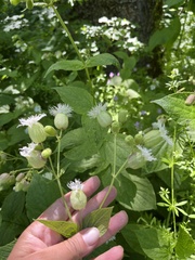 (c) Наталья Пикалова, some rights reserved (CC BY) Silene macrophylla, photograph (c) Наталья Пикалова, some rights reserved (CC BY)
