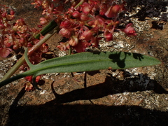 Rumex usambarensis