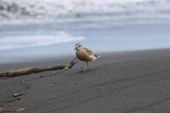 Charadrius obscurus