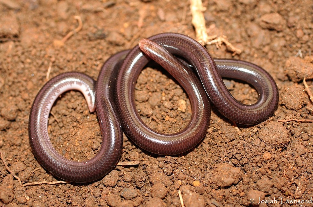 Honduras Worm Snake