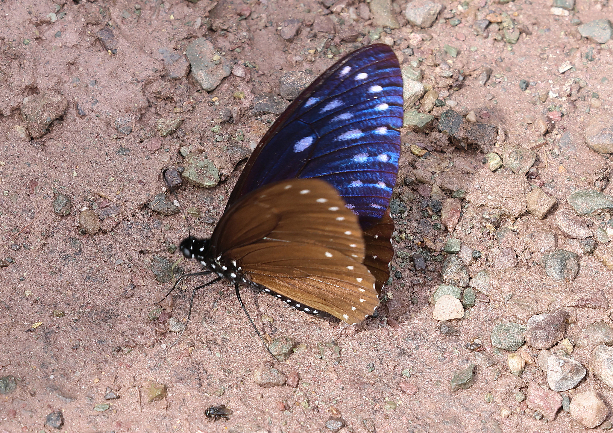 Great Blue Mime