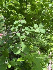 Lonicera caucasica