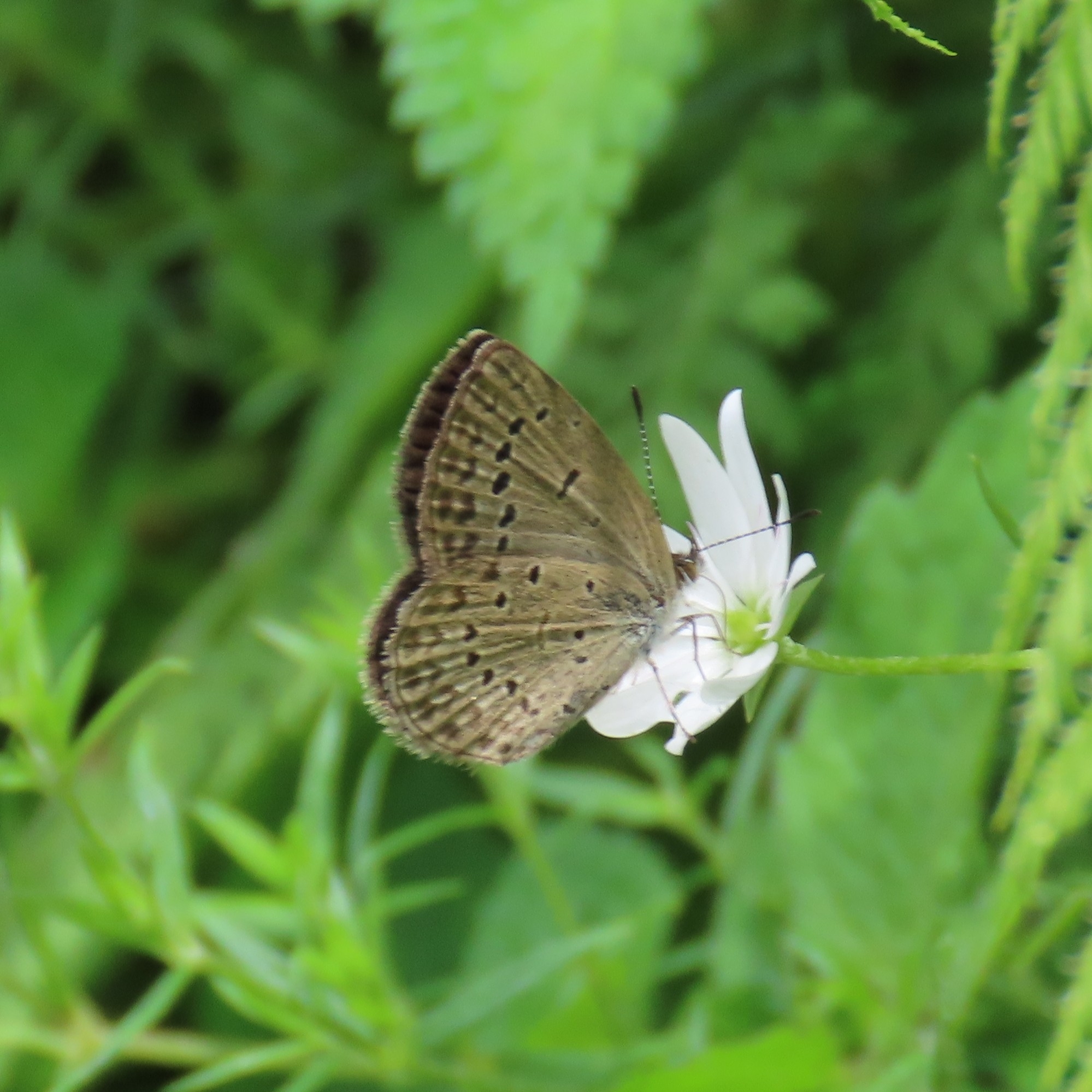 Pale Grass Blue