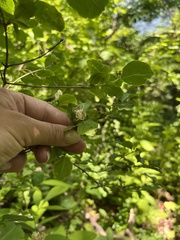 Lonicera caucasica, photograph Наталья Пикалова, CC BY, iNaturalist via GBIF