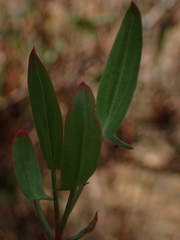 Rumex usambarensis
