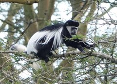 Colobus guereza matschiei