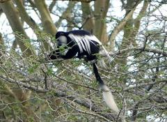 Colobus guereza matschiei