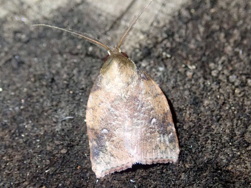 Beara nubiferella