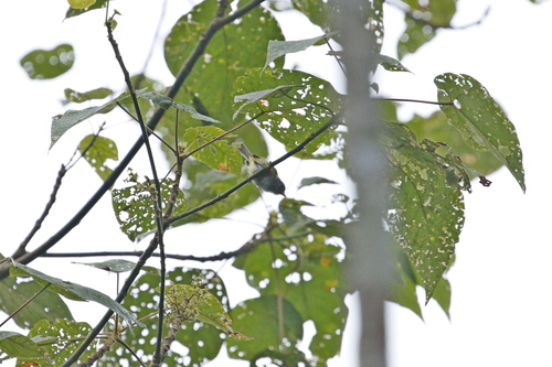 Chestnut-crowned Warbler (Phylloscopus castaniceps), photo 9