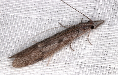 Triplectidinae