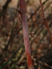 Rumex usambarensis