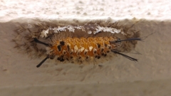 Syntomeida melanthus