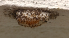 Syntomeida melanthus