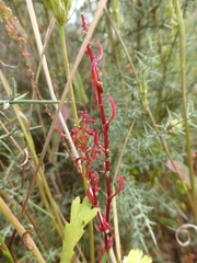 Rumex bucephalophorus bucephalophorus
