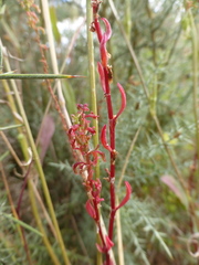 Rumex bucephalophorus bucephalophorus